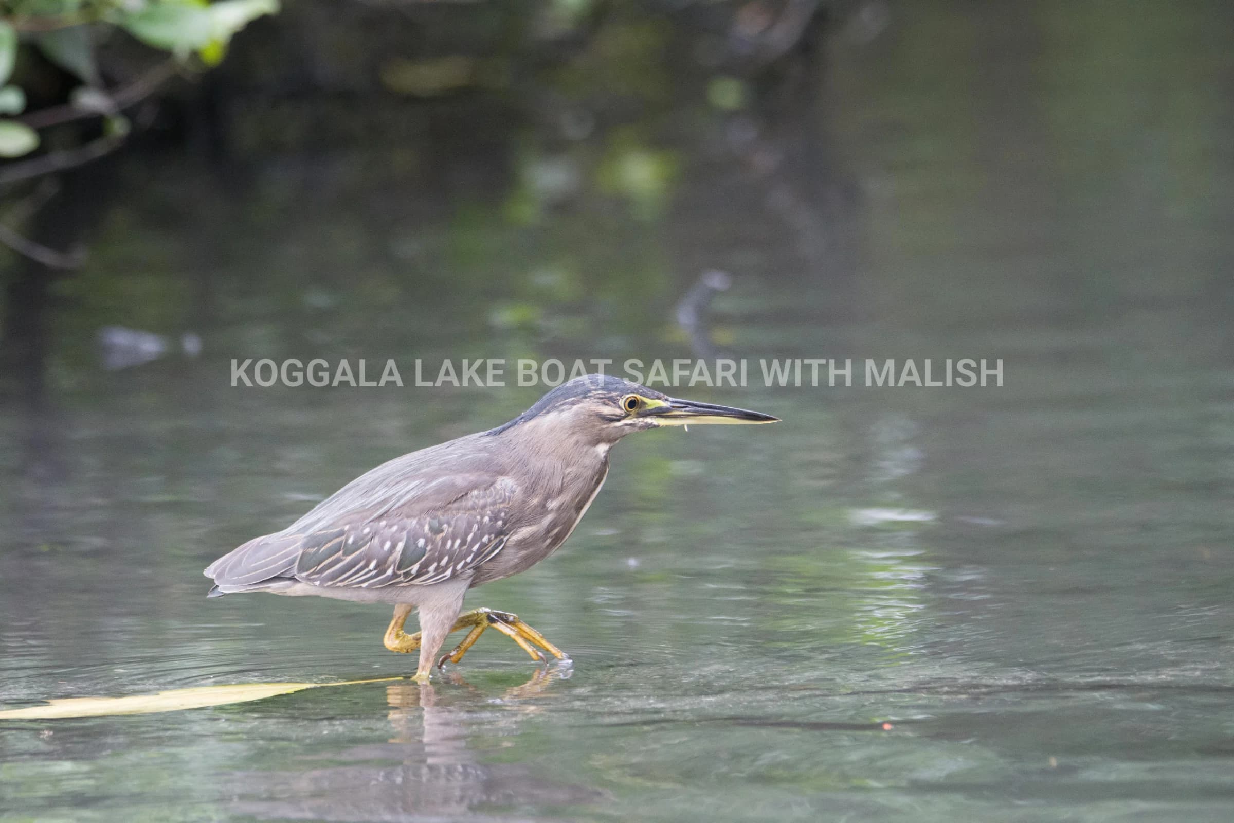 Wildlife + Cinnamon Island Kayaking