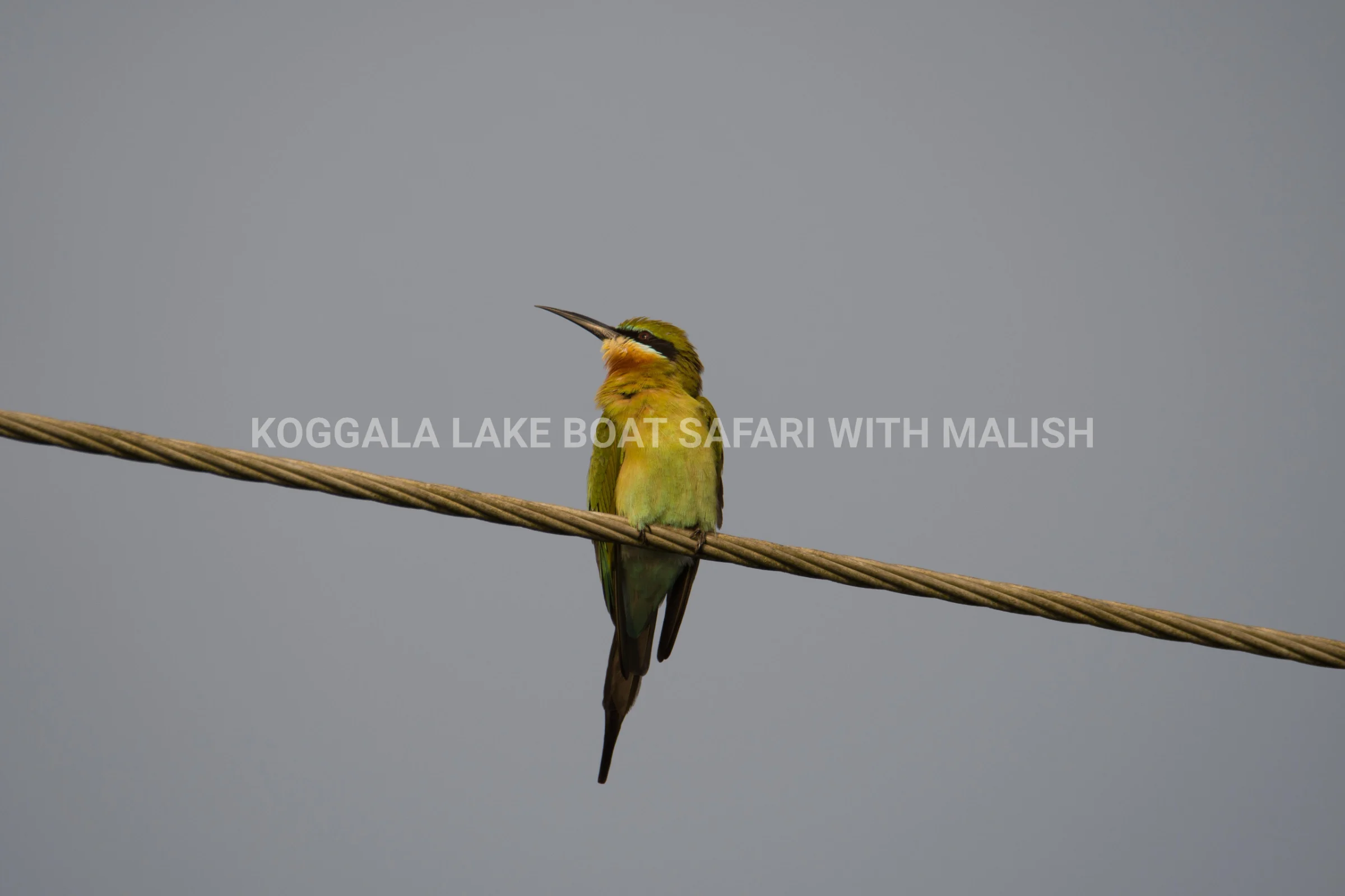 Wildlife + Cinnamon Island Kayaking photo 2