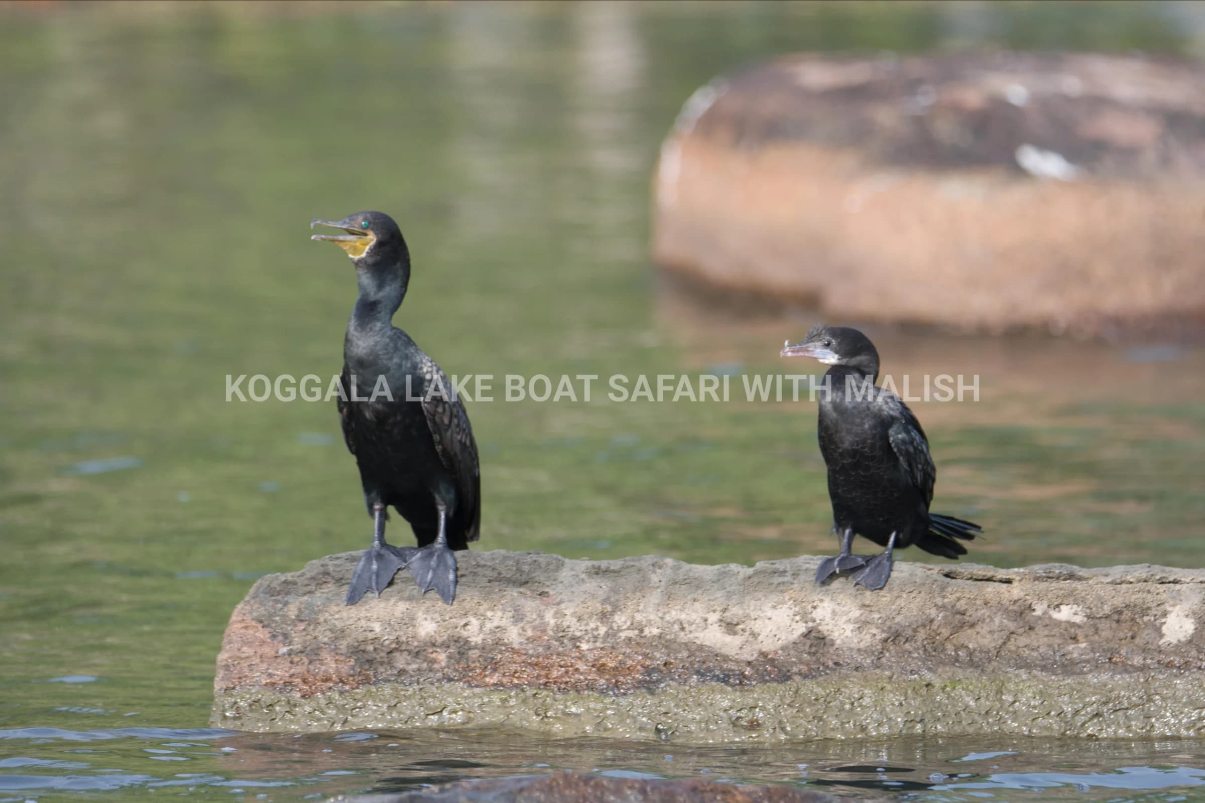Wildlife + Cinnamon Island Kayaking photo 5