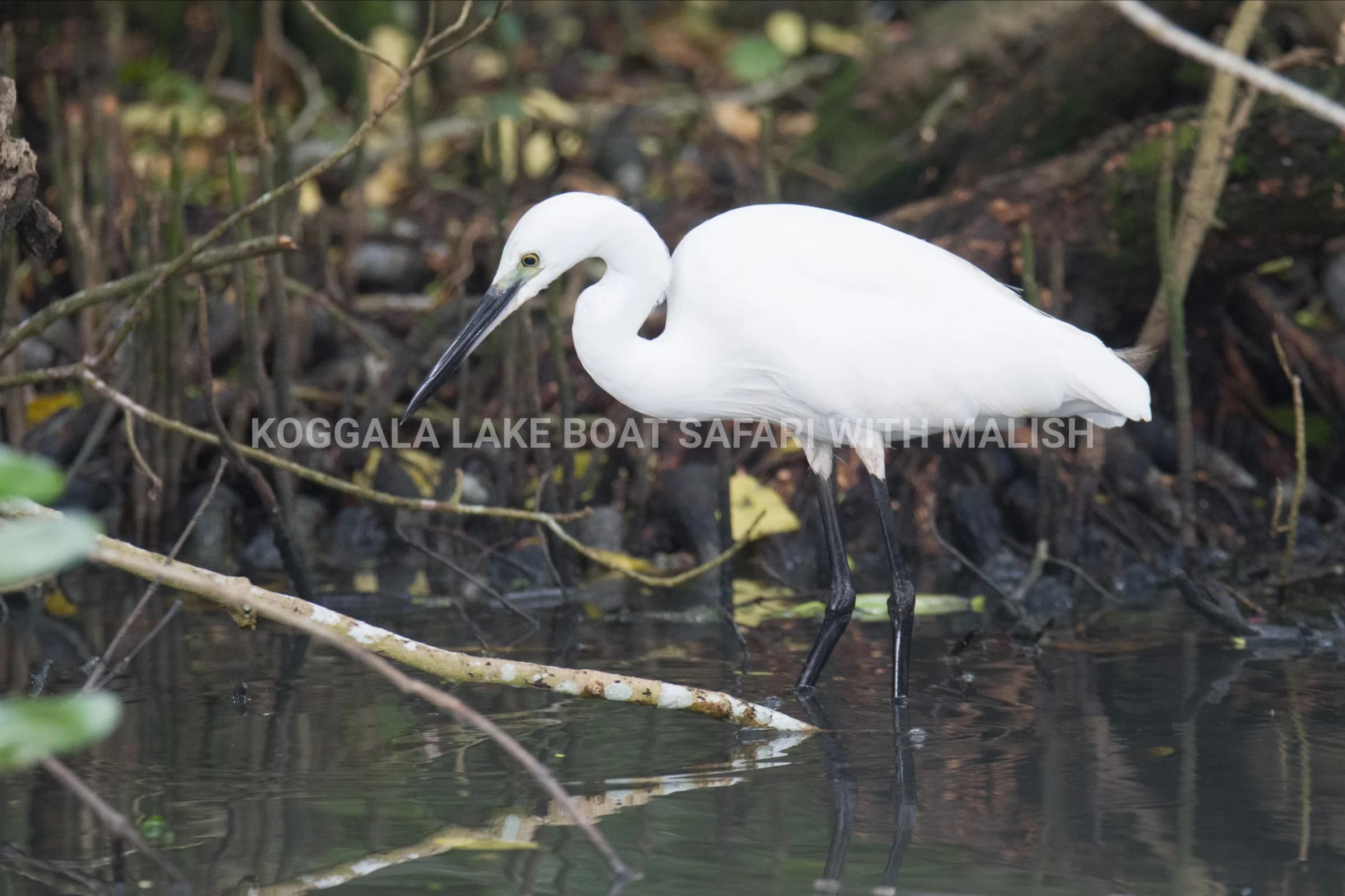 Wildlife + Cinnamon Island Kayaking photo 4