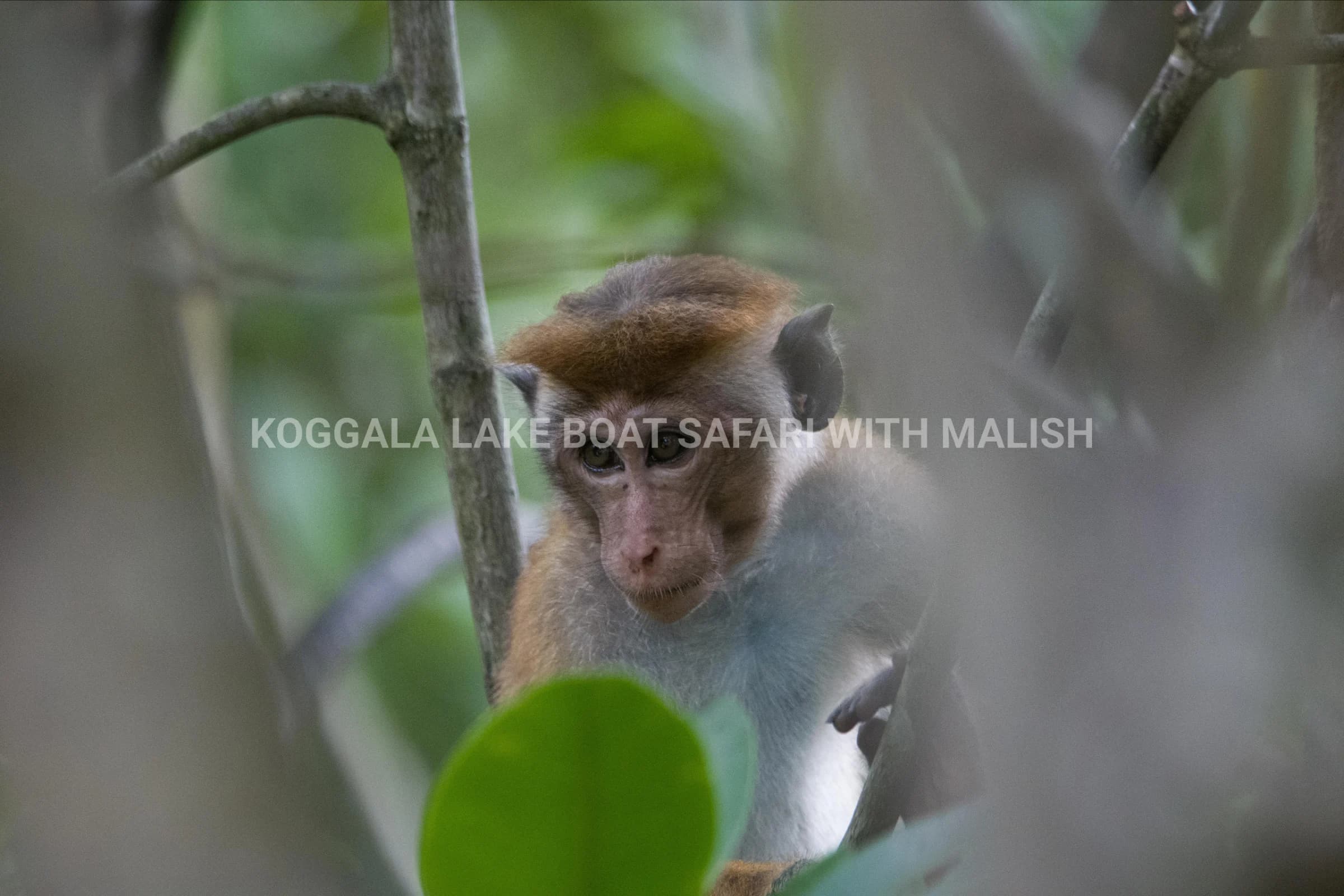 Wildlife + Cinnamon Island Kayaking photo 3